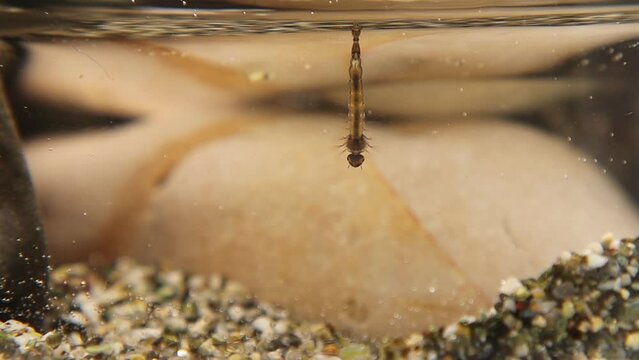 Mosquito larvae, side view.
larvae hang upside down from surface of water, developed from eggs.
Breathe through siphon tube, fish food.
Life cycle of Mosquitoes, gnats, .
larva, wigglers.
Insects