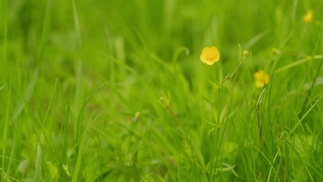 Buttercup blooming in a field. Yellow flowers in springtime buttercups. Medicinal herbs and health care. Wide shot.