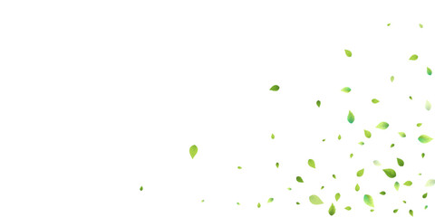 Leaves Green Falling Flying Foliage Leaf Tea Mint