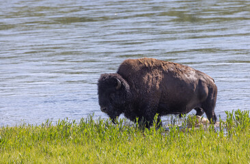 Bison Bull in Yellowstone National Park in Summer