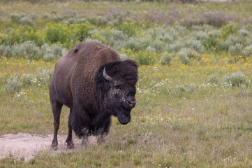 Bison Bull in Yellowstone National Park in Summer