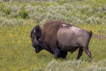 Bison Bull in Yellowstone National Park in Summer