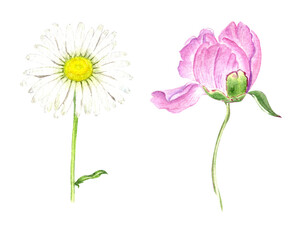 Peony and chamomile flower. Realistic watercolor  flower set isolated on white background. Hand drawn painting.
