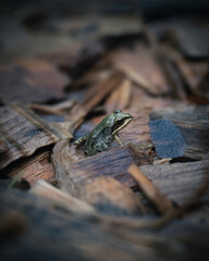 frog in the rain