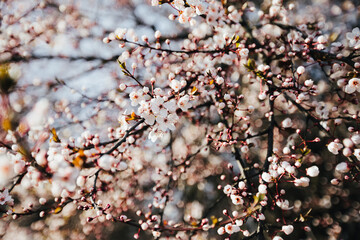 Cherry blossom, spring time, selective focus