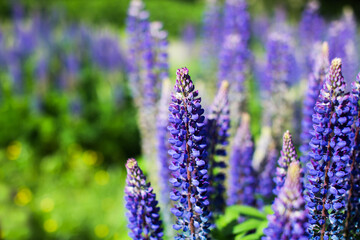Bright purple lupine flower. Blooming wildflowers.