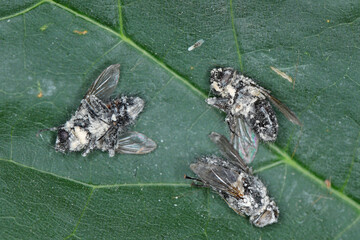 Flies killed by entomopathogenic fungus Beauveria bassiana.  Infected insects are covered with a...