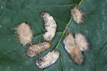 Caterpillars of Brown tail moth Euproctis chrysorrhoea killed by entomopathogenic fungus Beauveria bassiana.  Infected insects are covered with a white mold.