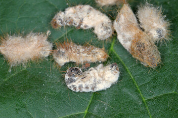 Caterpillars of Brown tail moth Euproctis chrysorrhoea killed by entomopathogenic fungus Beauveria bassiana.  Infected insects are covered with a white mold.
