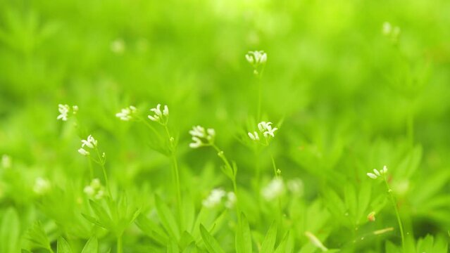 Woodruff - healing herbs - galium odoratum. Sweetscented bedstraw. Close up.