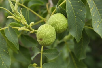 Green unripe walnuts on tree branch, closeup