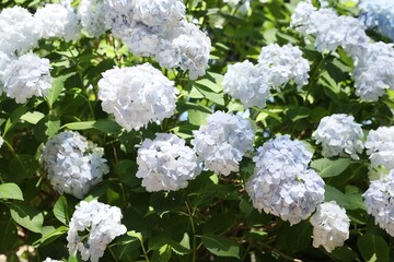 Beautiful hortensia flowers growing in park on sunny day