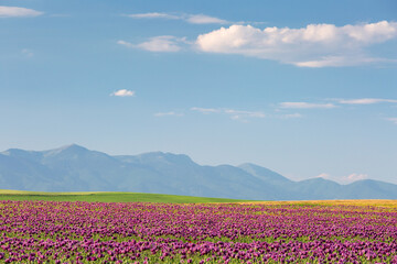 Fototapeta premium Summer rural landscape of Turiec region, Slovakia.
