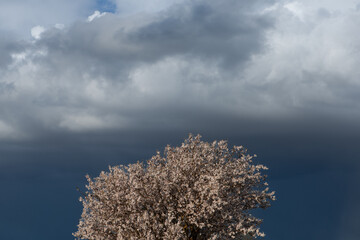 clouds over the tree
