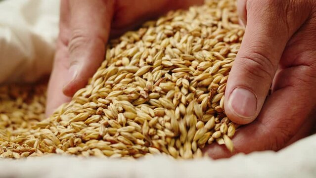 Dry golden barley malt close-up. Craft beer production. Ripe wheat grains texture. Brewery concept. Harvesting and farming, grocery. 