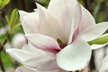 Obraz premium Magnolia tree with beautiful flower on blurred background, closeup