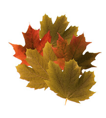 Maple leaves painted in water color