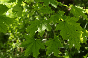 Fototapeta na wymiar Beautiful maple tree with green leaves outdoors, closeup
