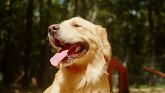Golden retriever portrait. Obedient dog sitting in playground close-up. Happy domestic animal concept, little best friends, puppy relaxing outdoor, breathing with tongue out.