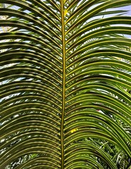 Obraz na płótnie Canvas palm leaf
