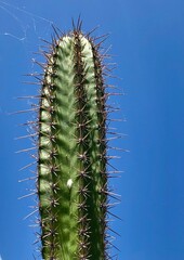 cactus with sky