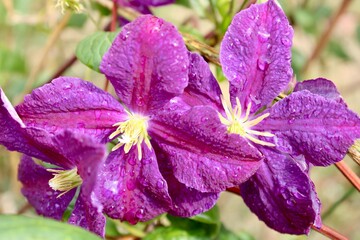 Purple Clematis blooms in the garden 