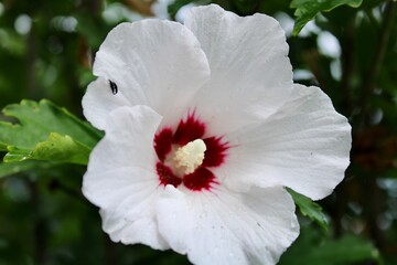 White rose of Sharon Bloom 