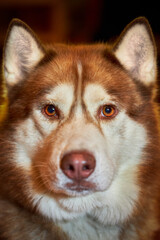 Close-up portrait of a beautiful red husky dog. Cute husky dog looks at the camera