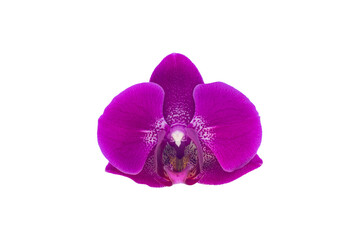 Purple orchid flowerhead, isolated on white background