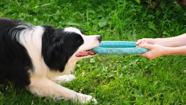 Pet activity. Puppy dog border collie playing with blue puller ring toy outdoor. Unrecognizable owner woman hand playing with pet dog friend, walking in park. Human and animal friendship concept