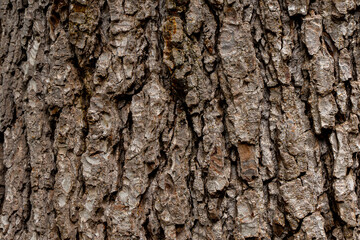 Naklejka premium bark of a tree texture