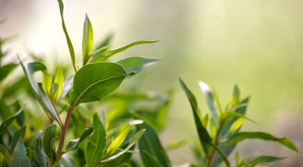 Closeup of fresh tree sprouts with green leaves in spring