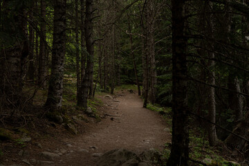 Fototapeta premium Hiking trail in the woods