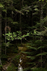 Obraz premium Dark alpine forest