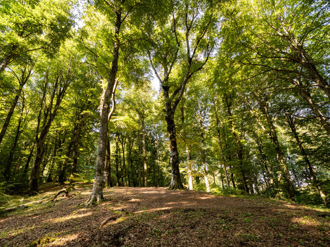 Beech woodland vetusta of the cimini mountains natural heritage of humanity