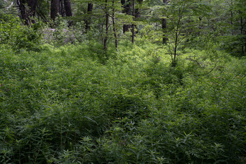 Forest background. View of the trees and lush vegetation in the mountain wood.