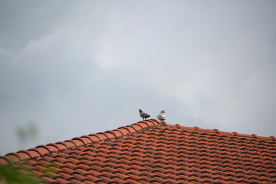 two pegeons rest on roof of a house