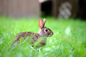 Grey small hare eating grass on summer field. Wild rabbit in nature
