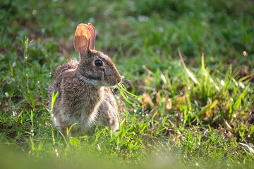 Grey small hare eating grass on summer field. Wild rabbit in nature
