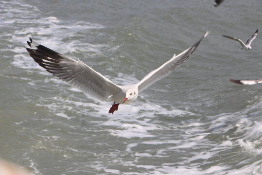 seagull flying in the sky