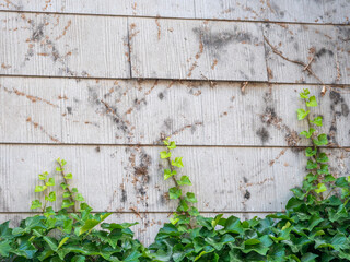 Schäden durch Efeu an der Hauswand