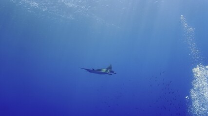 Naklejka na ściany i meble Oceanic Manta ray hovering in the deep blue sea
