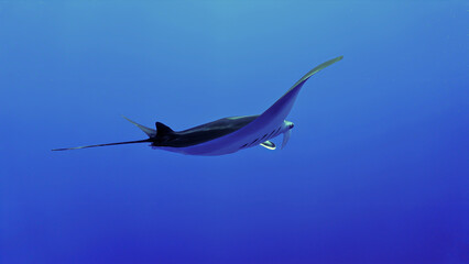Oceanic Manta ray hovering in the deep blue sea