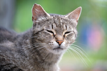 Naklejka na ściany i meble Portrait of gray cat resting on steet outdoors in summer