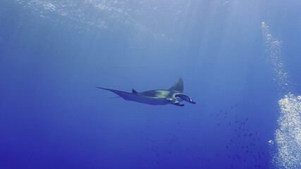 Oceanic Manta ray hovering in the deep blue sea