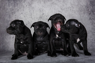 Black American Staffordshire Bull Terrier dogs puppies on gray background