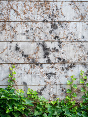 Schäden durch Efeu an der Hauswand