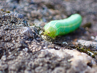 Macro photo and close up of a green Larvae out in the nature