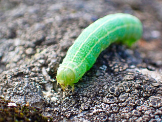 Macro photo and close up of a green Larvae out in the nature