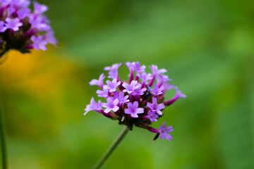 Obraz premium Close-up of verbena flowers in the garden.